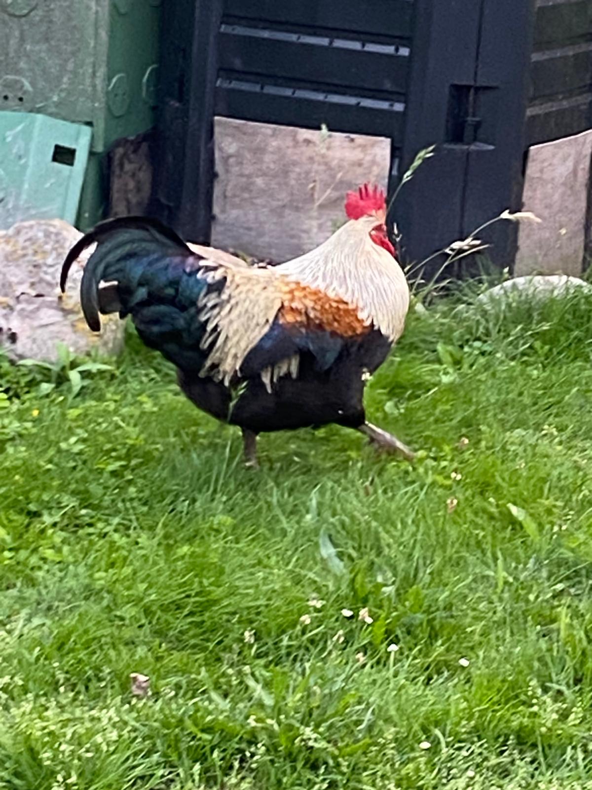 prächtiger Hahn in Ribnitz abzugeben