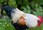 prächtiger Hahn in Ribnitz abzugeben