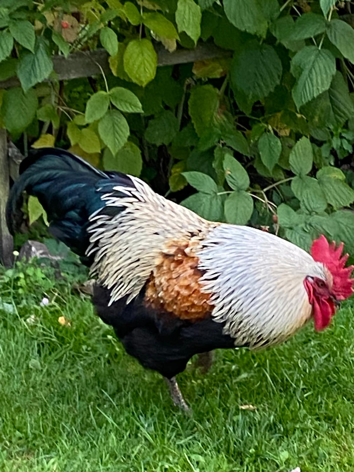 prächtiger Hahn in Ribnitz abzugeben