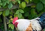 prächtiger Hahn in Ribnitz abzugeben