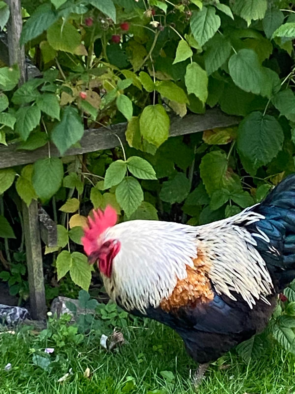 prächtiger Hahn in Ribnitz abzugeben