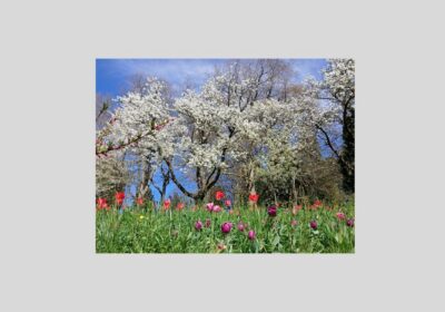 Faltkarte-Segensgruesse-Weisse-Bluete