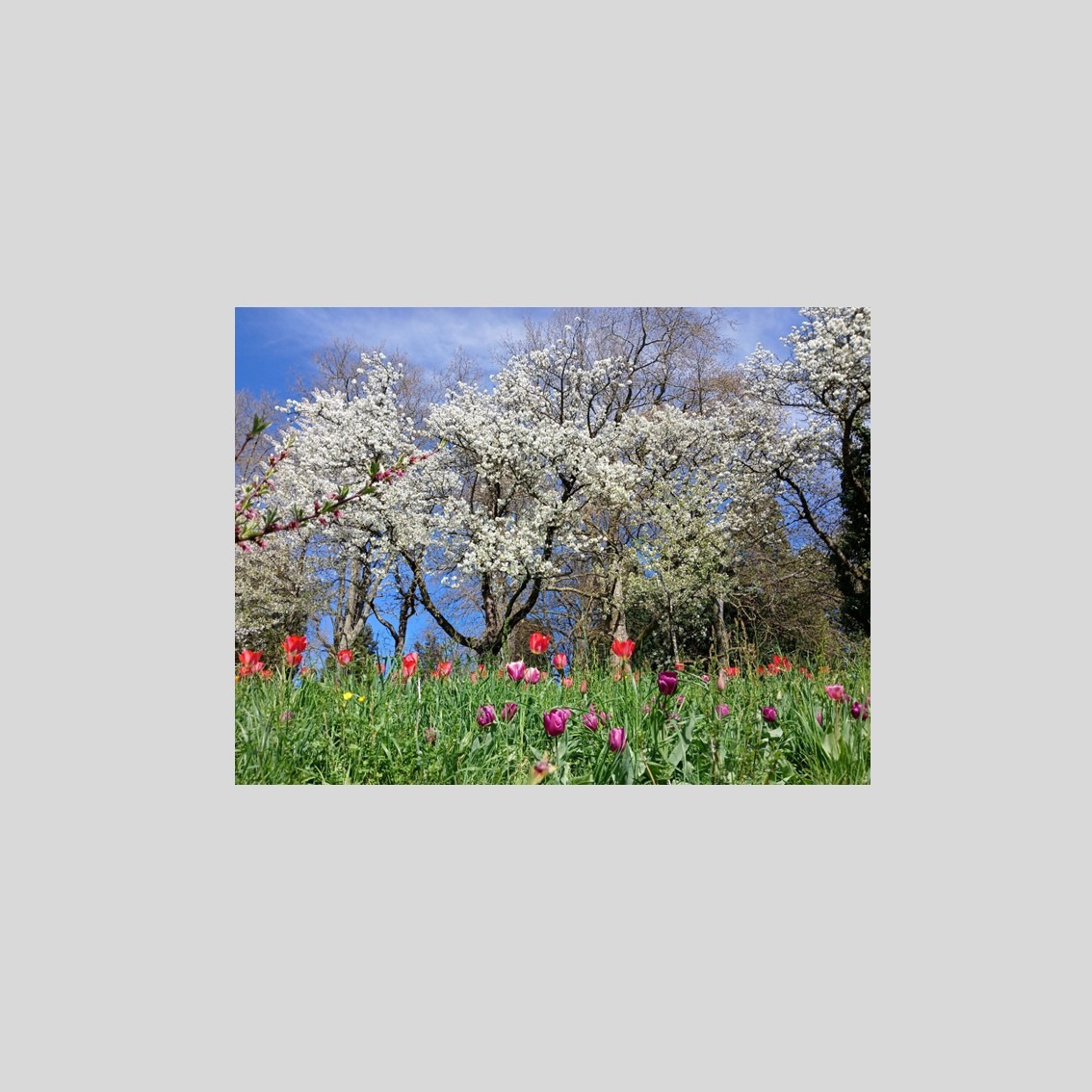 Faltkarte mit Segensgrüsse “Weisse Blüte”