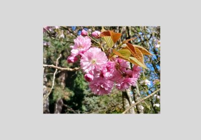 Faltkarte-Segensgruesse-rosa-Bluete