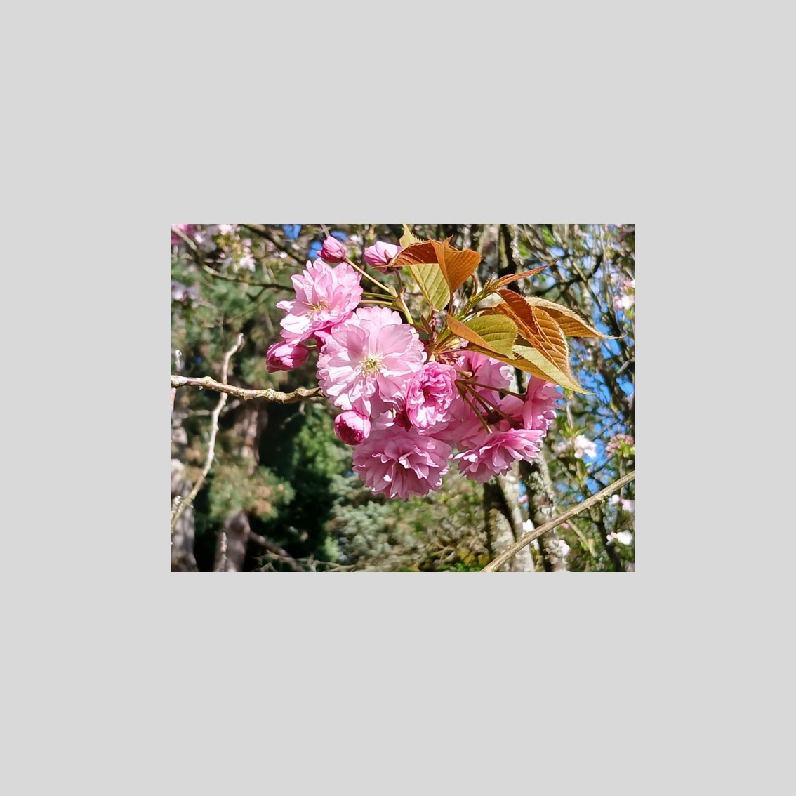Faltkarte mit Segensgrüsse “Rosa Blüte”