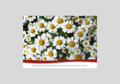 Postkarte-Nr.-56-Kamille